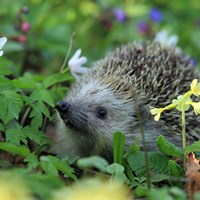 Hedgehog 548335