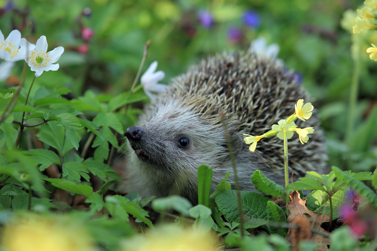 Hedgehog 548335